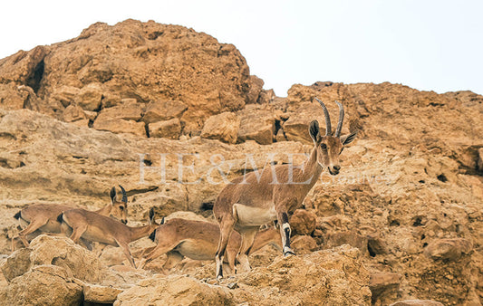 Nubian ibex standing on rocky cliffs at En Gedi in the Judean Desert, Israel
